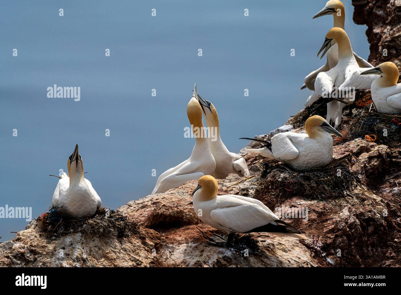 Sites de reproduction de Gannet sur l'île d'Helgoland, mer du Nord, Schleswig-Holstein, Allemagne Banque D'Images