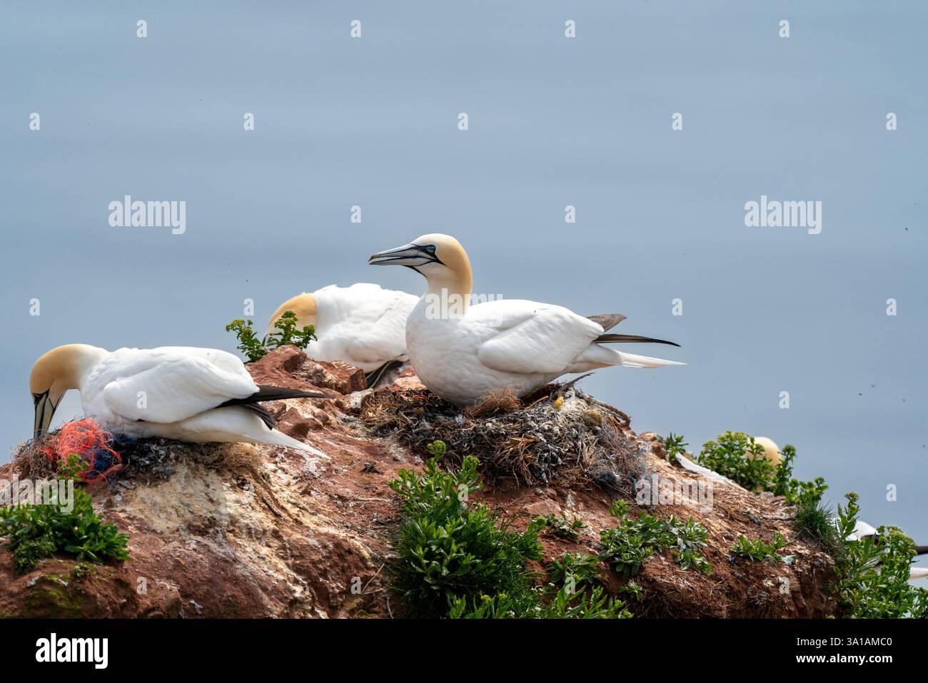 Sites de reproduction de Gannet sur l'île d'Helgoland, mer du Nord, Schleswig-Holstein, Allemagne Banque D'Images