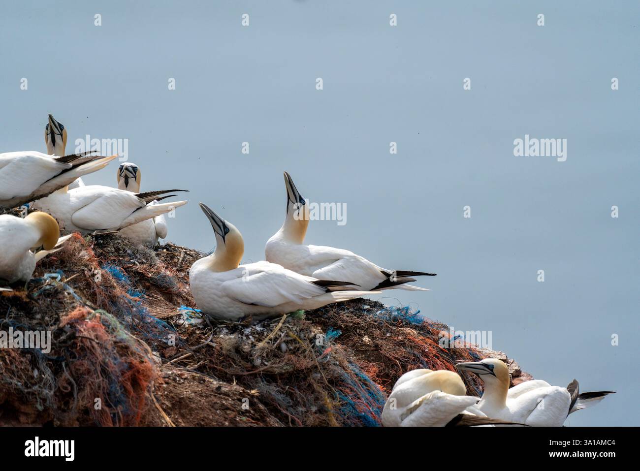 Sites de reproduction de Gannet sur l'île d'Helgoland, mer du Nord, Schleswig-Holstein, Allemagne Banque D'Images