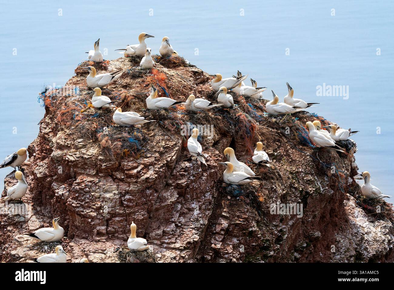 Sites de reproduction de Gannet sur l'île d'Helgoland, mer du Nord, Schleswig-Holstein, Allemagne Banque D'Images