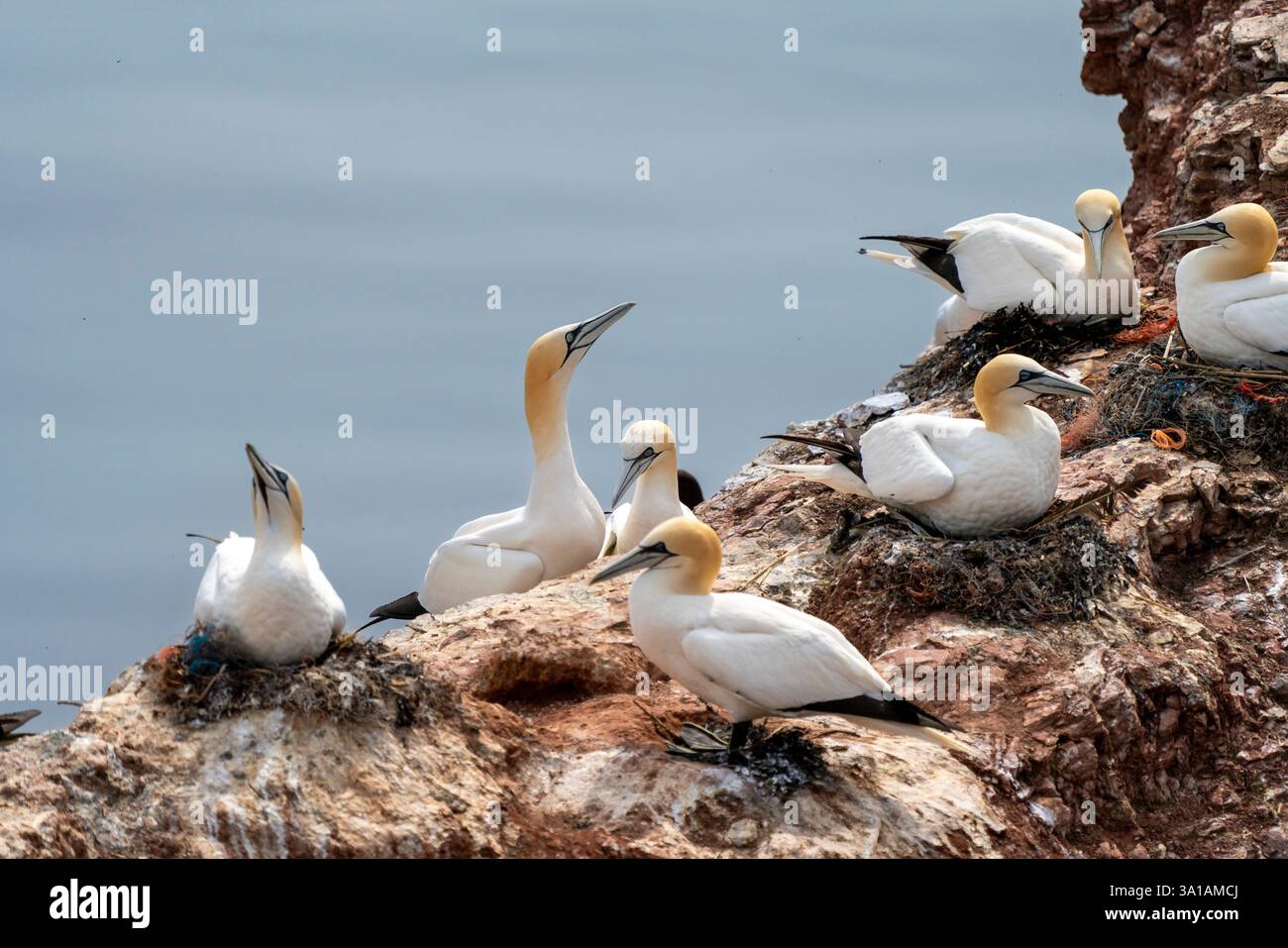 Sites de reproduction de Gannet sur l'île d'Helgoland, mer du Nord, Schleswig-Holstein, Allemagne Banque D'Images