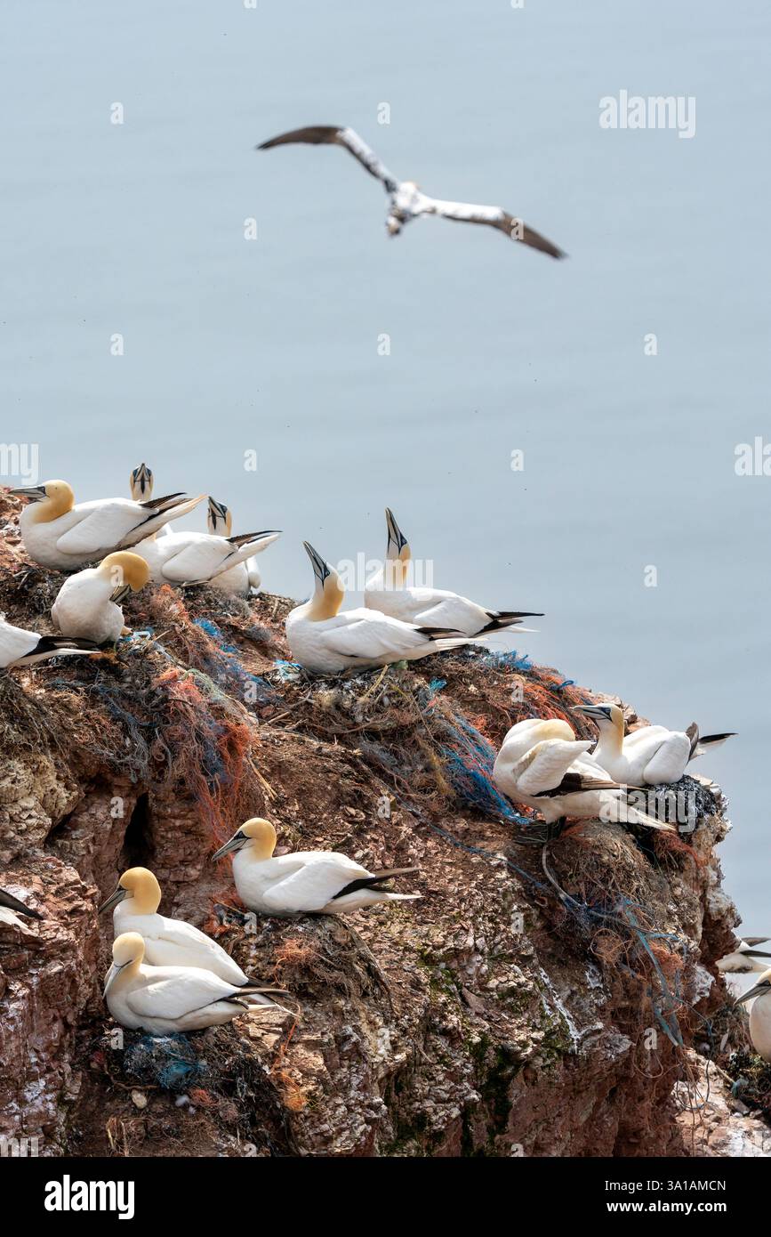 Sites de reproduction de Gannet sur l'île d'Helgoland, mer du Nord, Schleswig-Holstein, Allemagne Banque D'Images