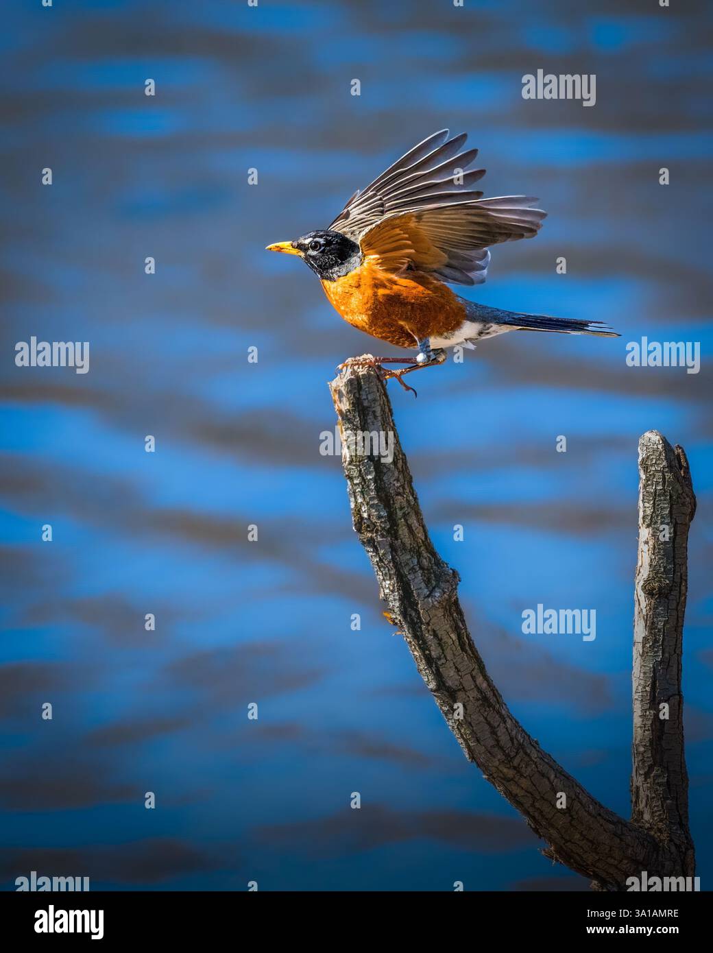 Un robin au plumage rouge et orange éclatant est perché sur une branche, prêt à voler au-dessus d'une étendue d'eau. Ses ailes sont partiellement déployées, capturi Banque D'Images