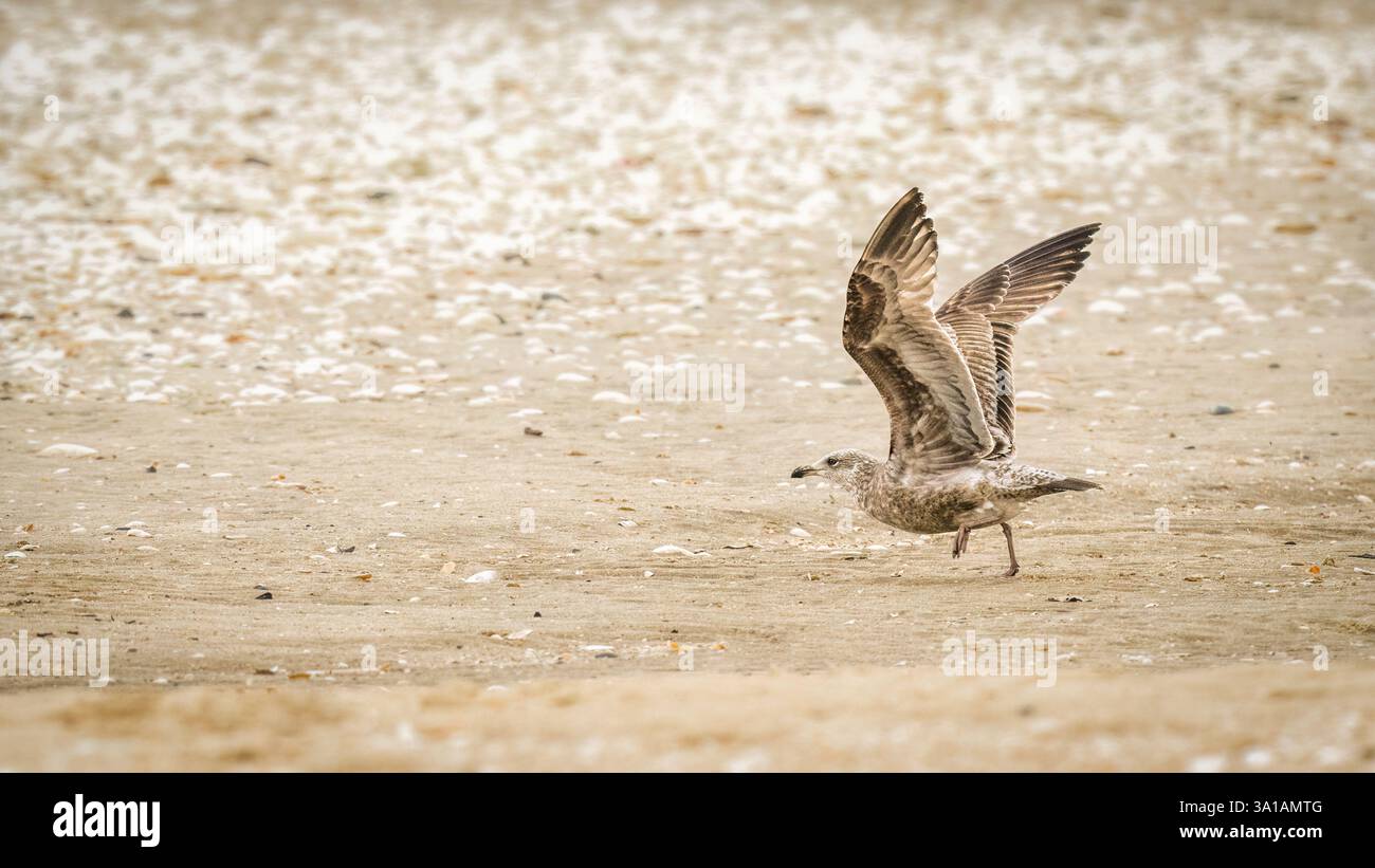 Une mouette étire ses ailes sur une plage de sable, entourée de coquillages éparpillés et de cailloux. Les couleurs claires et neutres de la scène évoquent un calme, serein Banque D'Images