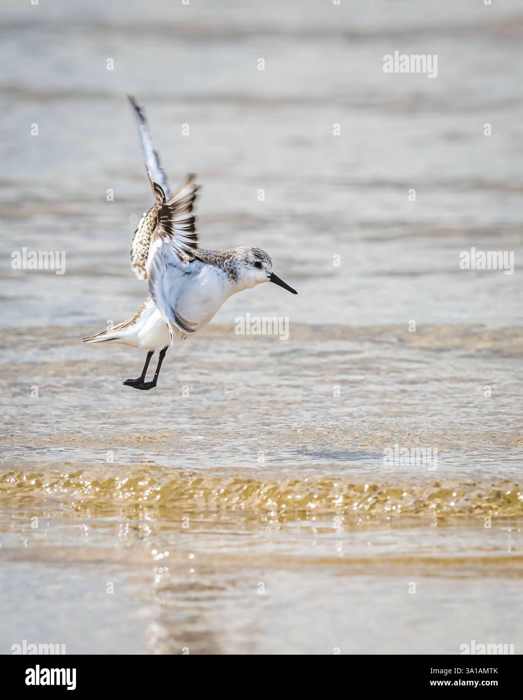Un petit oiseau est capturé à mi-vol juste au-dessus des vagues claires et douces de la mer. Ses ailes sont entièrement étendues, et l'eau bleue calme fournit un Banque D'Images