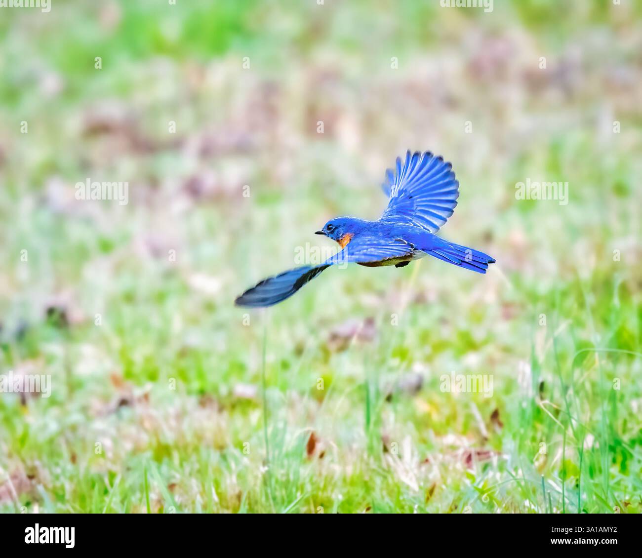 Un oiseau bleu éclatant est capturé en plein vol au-dessus d'un champ verdoyant, mettant en valeur ses ailes déployées. Ses plumes bleues saisissantes contrastent magnifiquement avec Banque D'Images