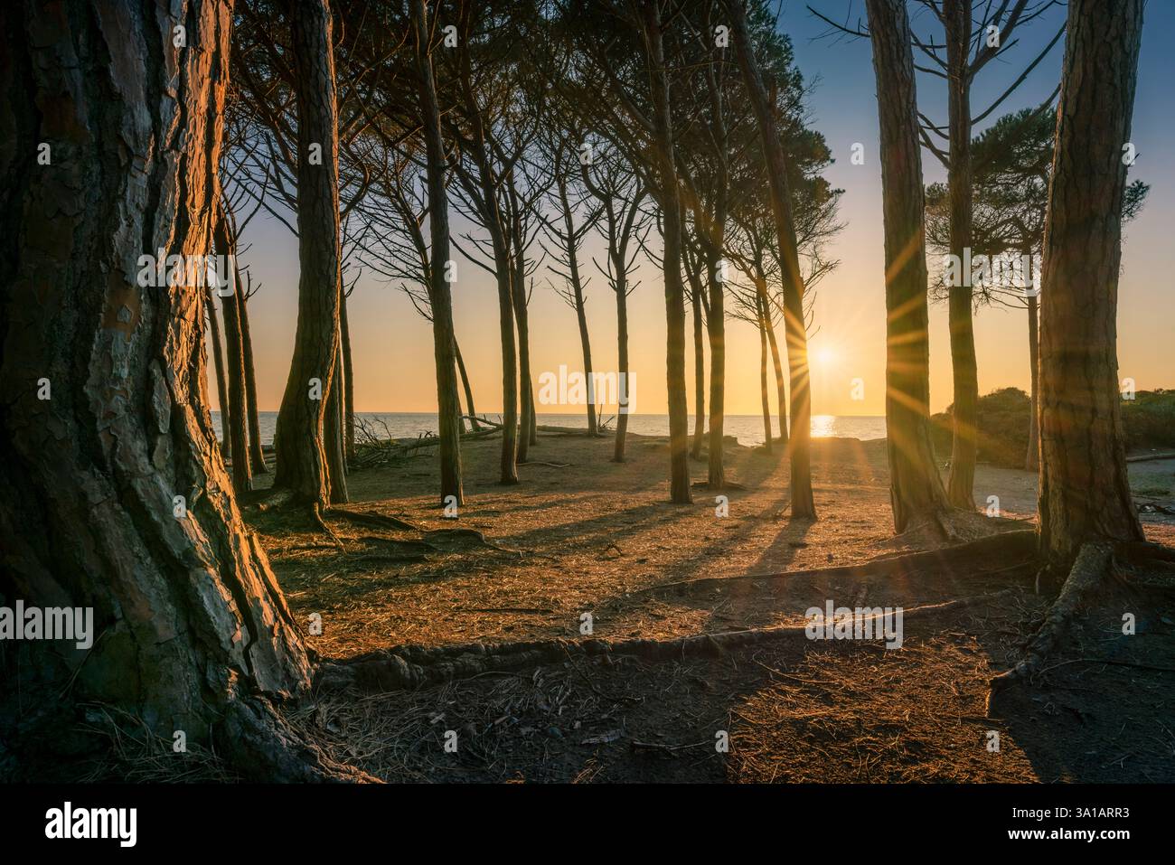 Pins, plage et mer au coucher du soleil dans le Tombolo de Cecina. Marina di Cecina destination de voyage à Alta Maremma, région Toscane, Italie Banque D'Images