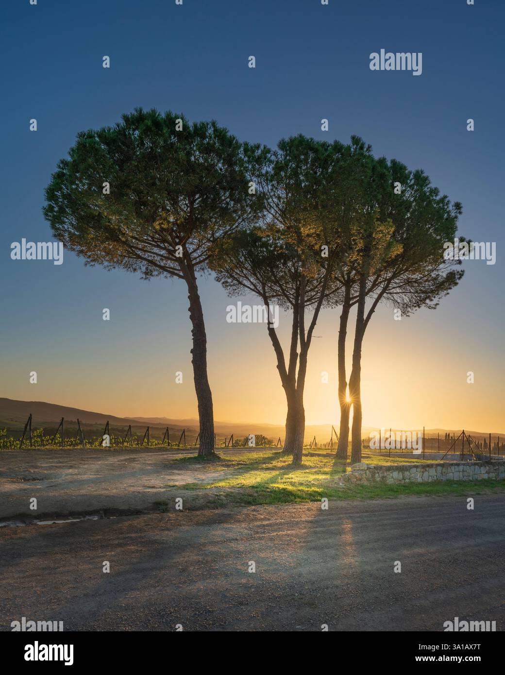 Itinéraire de la via francigena. Pins au coucher du soleil. Torrenieri, Montalcino, province de Sienne, Toscane, Italie, Europe Banque D'Images