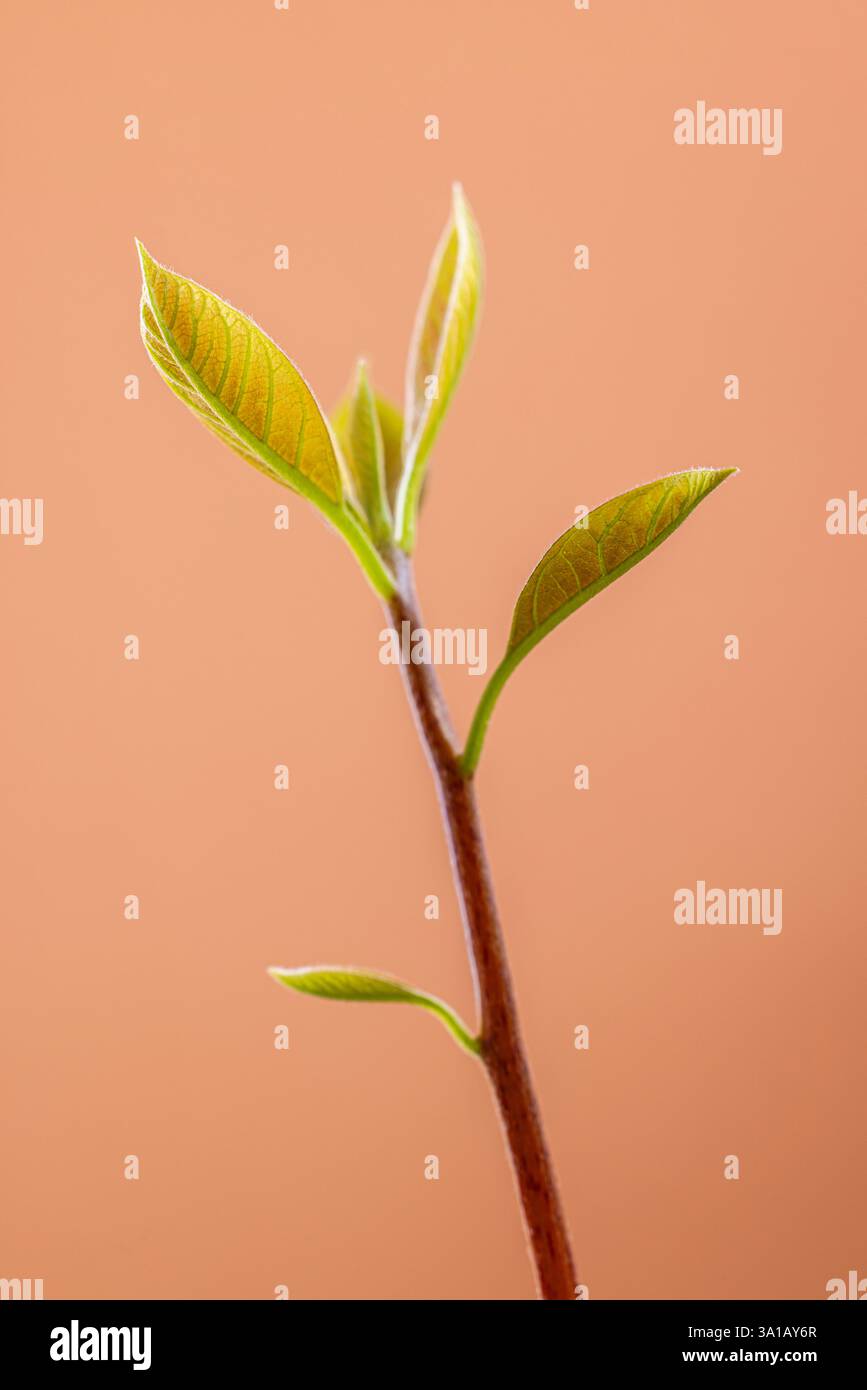 Jeune plante d'avocat vert, croissance Banque D'Images