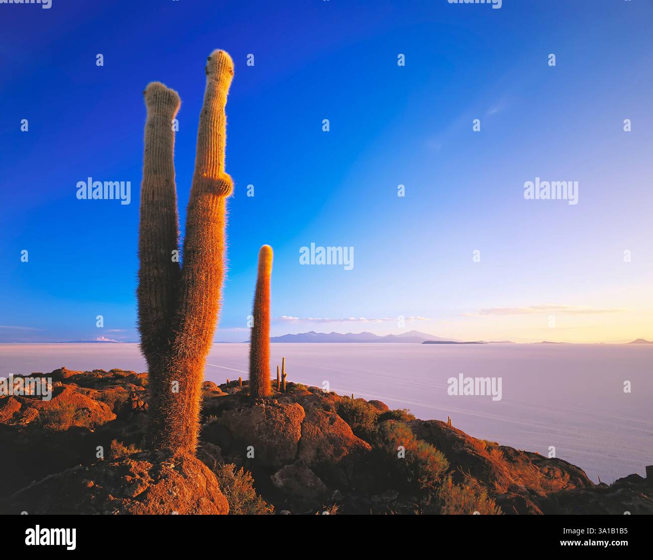 Isla Incahuasi, Uyuni, Bolivie, Amérique du Sud Banque D'Images