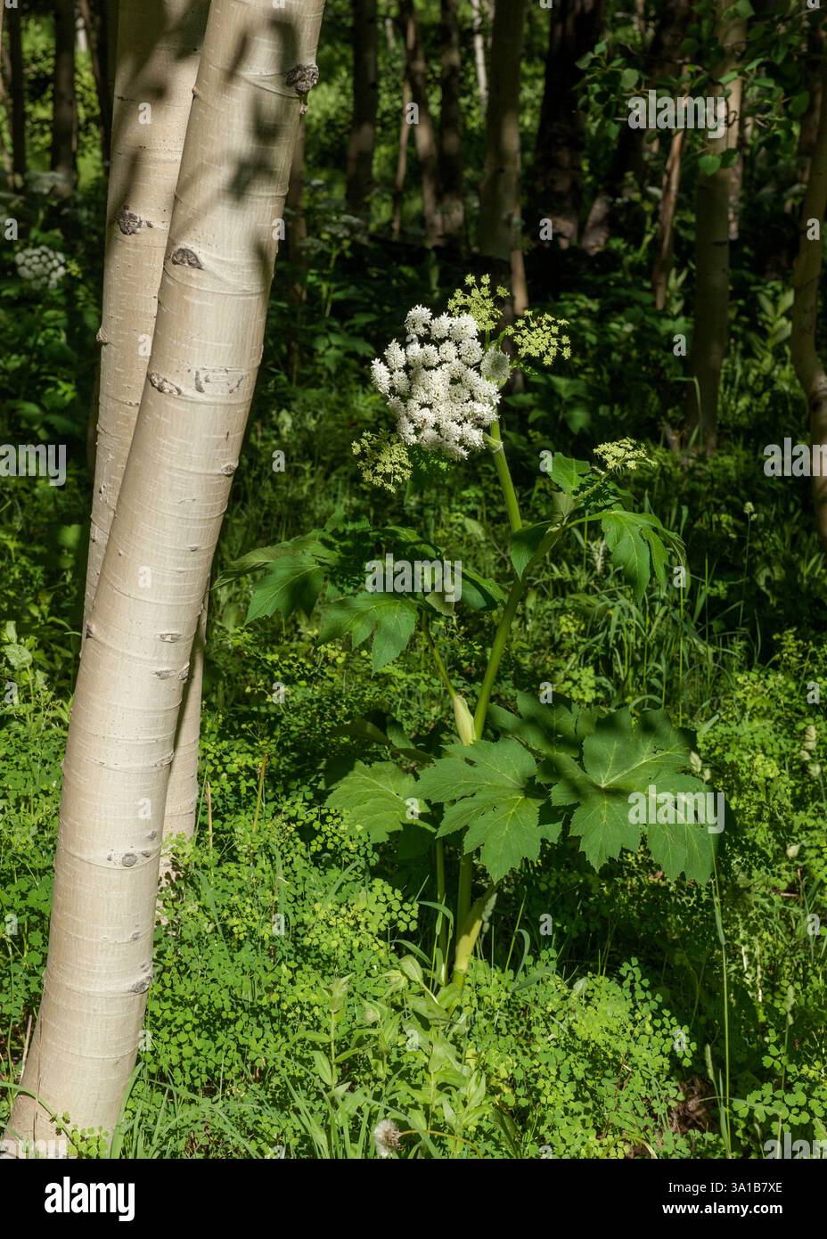 Panais de vache (Heracleum maximum) dans un bosquet de trembles dans les montagnes San Juan du Colorado Banque D'Images