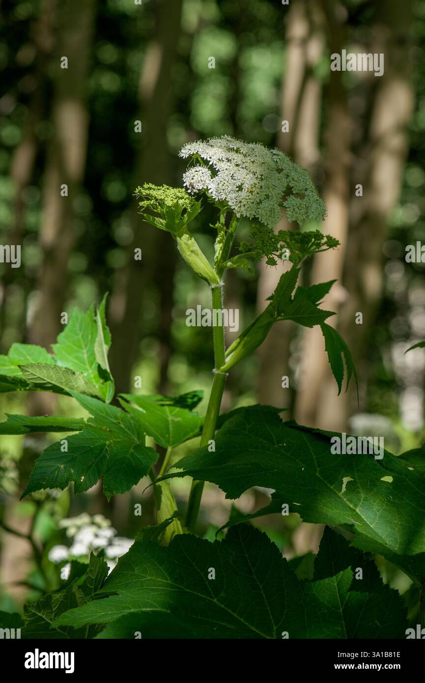 Gros plan de l'ombrel d'un panais de vache (Heracleum maximum) dans un bosquet de trembles dans les montagnes San Juan du Colorado Banque D'Images