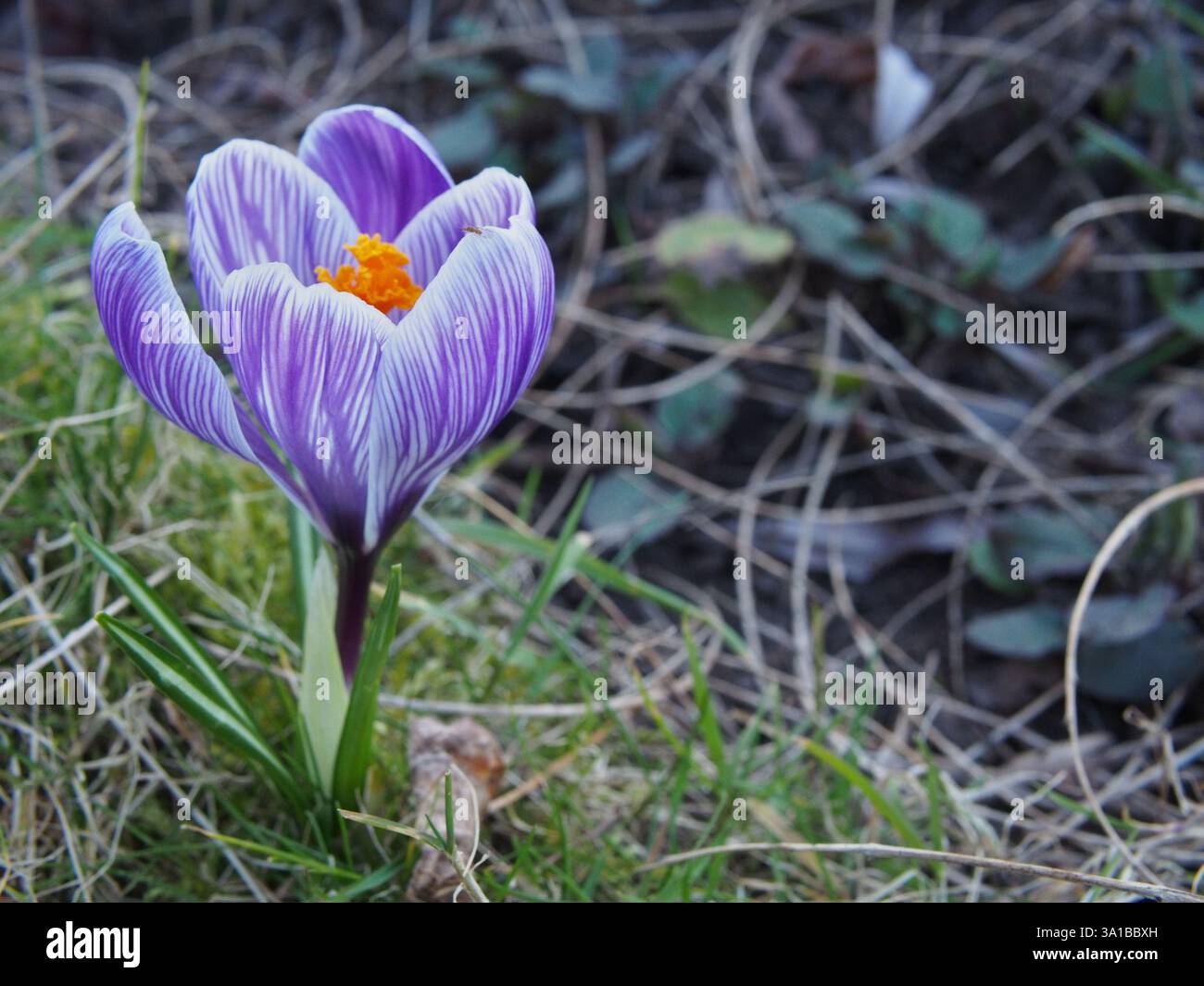 Isolé à proximité d'un crocus rayé blanc et lilas (crocus vernus) sur le bord d'un parterre de fleurs dans le parc Rheinaue à Bonn, Allemagne en mars Banque D'Images