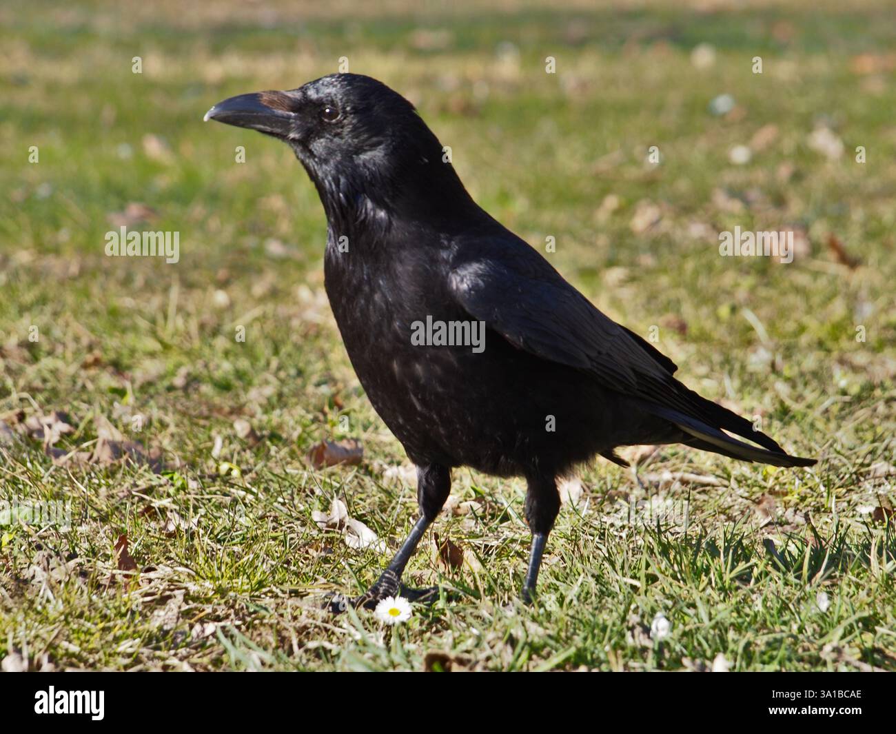 Corbeau commun (corvus corax) debout sur l'herbe sous le soleil de l'après-midi à Bonn, Allemagne en mars. Banque D'Images