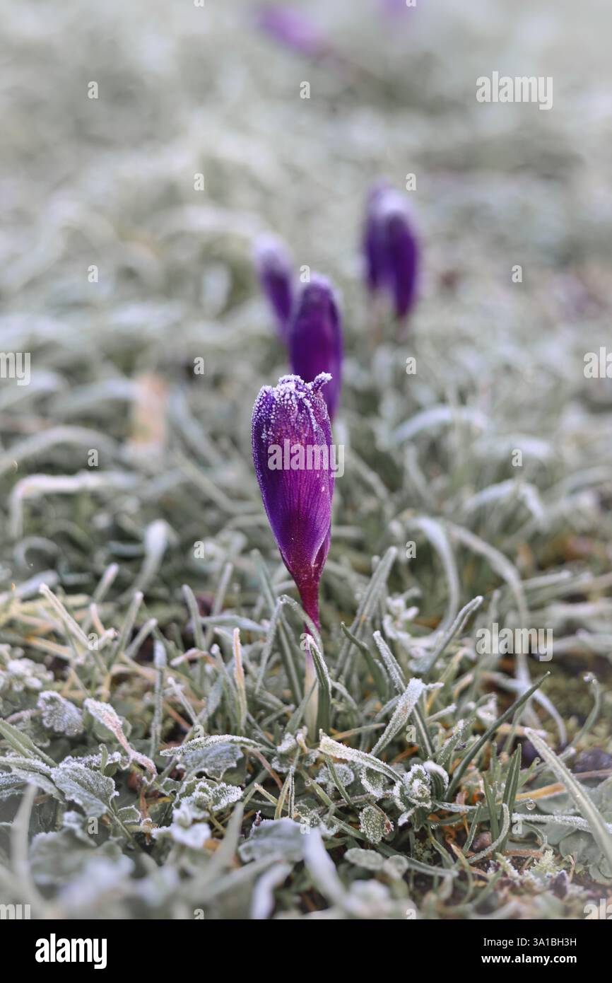 Une rangée de crocus violets parmi l'herbe givrée un matin d'hiver glacé avec le soleil doré reflété sur les pétales de fleurs. Banque D'Images