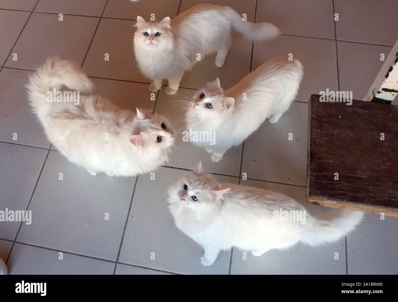 (250308) -- ANKARA, 8 mars 2025 (Xinhua) -- les chats angora turcs jouent au Centre de protection, de subsistance et de promotion des chats angora à Ankara, T¨¹rkiye, 6 mars 2025. Pour sauver l'Angora turc, l'une des races de chats les plus anciennes au monde et une race emblématique de T¨¹rkiye, le Centre de protection, de subsistance et de promotion des chats Angora à Ankara a lancé des programmes pour faire revivre sa population en déclin et préserver la lignée génétique de la race. POUR ALLER AVEC 'Feature : T¨¹rkiye stimule les efforts de conservation pour les chats emblématiques Angora' (Mustafa Kaya/Handout via Xinhua) Banque D'Images