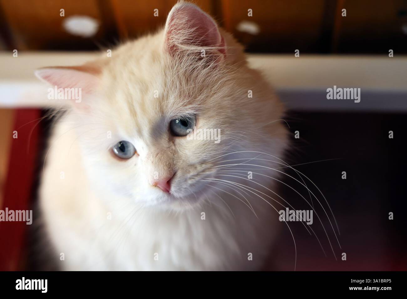 (250308) -- ANKARA, 8 mars 2025 (Xinhua) -- Un chat angora turc est vu au Centre de protection, de subsistance et de promotion des chats angora à Ankara, T¨¹rkiye, le 6 mars 2025. Pour sauver l'Angora turc, l'une des races de chats les plus anciennes au monde et une race emblématique de T¨¹rkiye, le Centre de protection, de subsistance et de promotion des chats Angora à Ankara a lancé des programmes pour faire revivre sa population en déclin et préserver la lignée génétique de la race. POUR ALLER AVEC 'Feature : T¨¹rkiye stimule les efforts de conservation pour les chats emblématiques Angora' (Mustafa Kaya/Handout via Xinhua) Banque D'Images