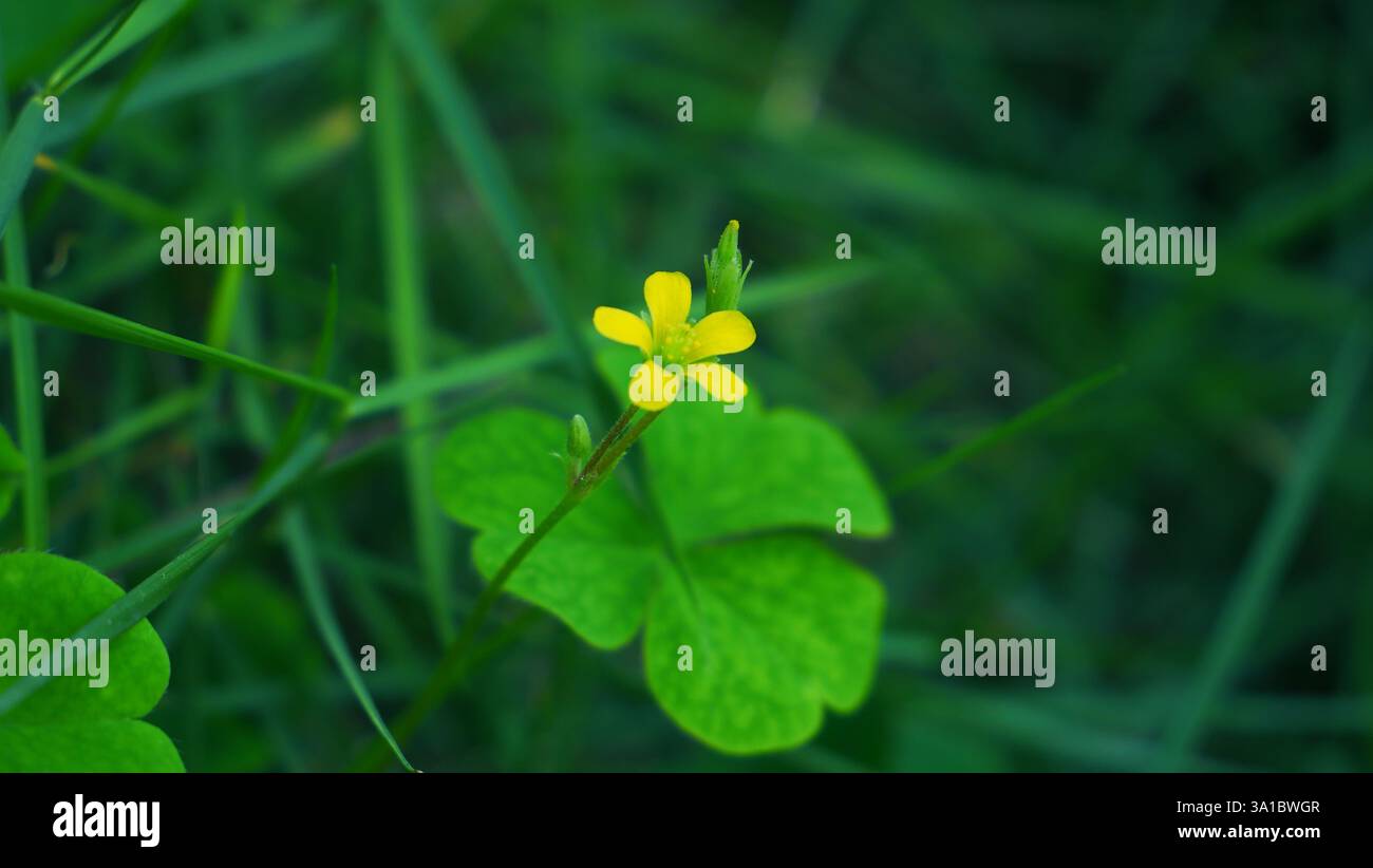 FLORE Y FAUNE Banque D'Images