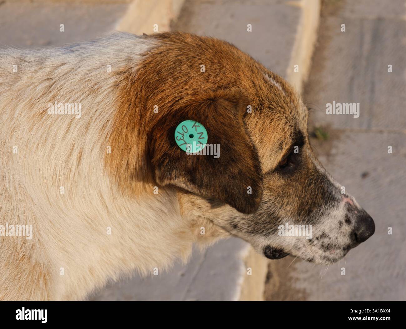 Izmir, Turquie, Turkiye. Étiquette dans l'oreille de chien indiquant la vaccination contre la rage. Banque D'Images
