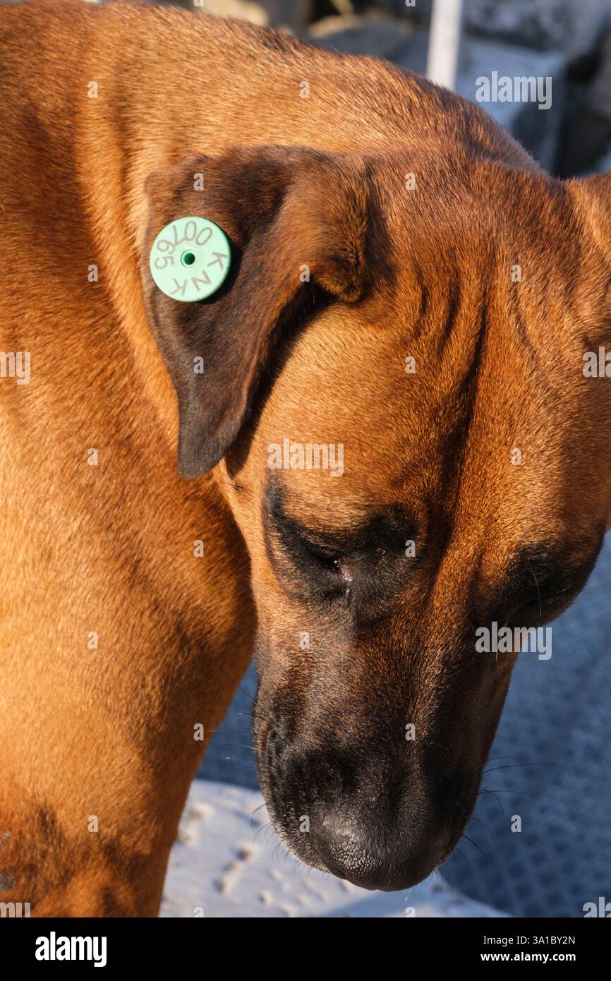 Izmir, Turquie, Turkiye. Étiquette dans l'oreille de chien indiquant la vaccination contre la rage. Banque D'Images