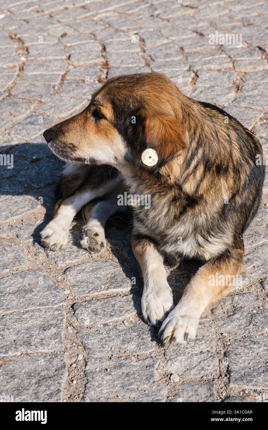 Pergame, Turquie, Turkiye. Étiquette dans l'oreille de chien indiquant la vaccination contre la rage. Banque D'Images