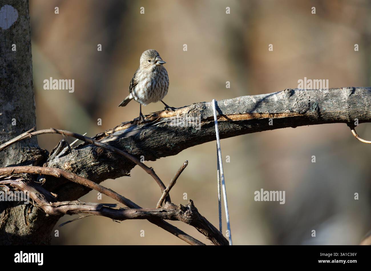 Maison femelle finch perché sur une branche d'arbre absente de feuilles Banque D'Images