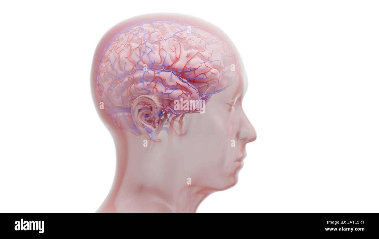 Illustration conceptuelle représentant le réseau de vaisseaux sanguins dans le cerveau d'un homme âgé. Cette image peut représenter des maladies neurodégénératives, comme la maladie d'Alzheimer et la maladie de Parkinson, où le vieillissement est un facteur de risque primaire. Banque D'Images