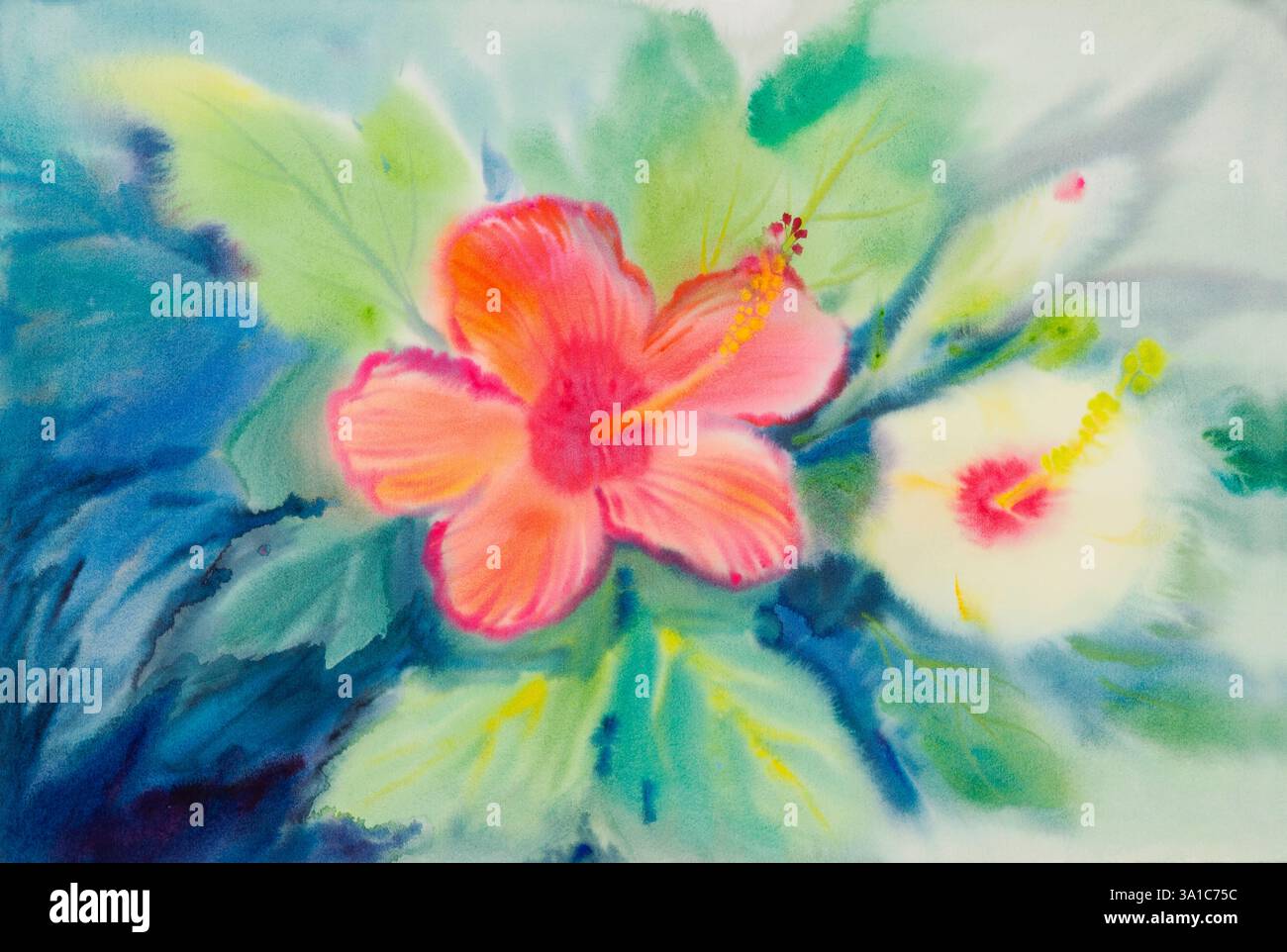 Aquarelle abstraite peinture originale rose orange jaune couleur blanche de fleur d'hibiscus et feuilles vertes sur fond bleu. Banque D'Images
