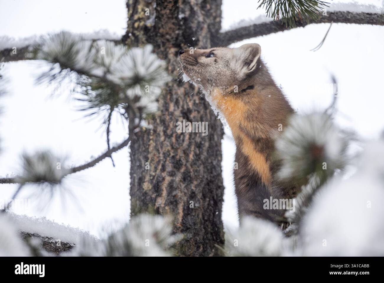 La martre américaine (Martes americana) grimpe sur un pin couvert de neige, affichant son épais manteau d'hiver dans une forêt enneigée. Banque D'Images