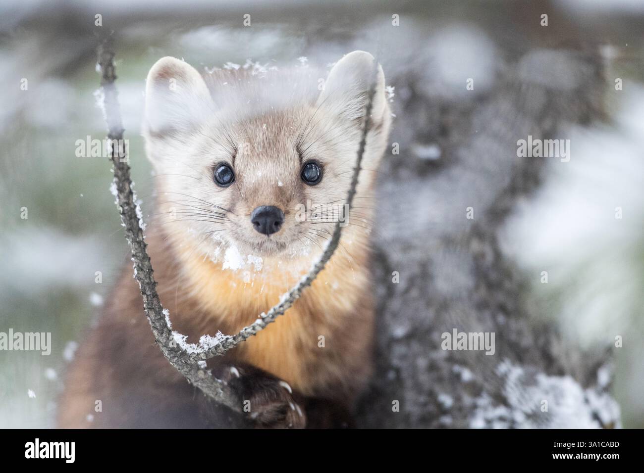 Martre d'Amérique (Martes americana) perchée sur une branche d'arbre enneigée, regardant curieusement à travers le feuillage hivernal. Banque D'Images