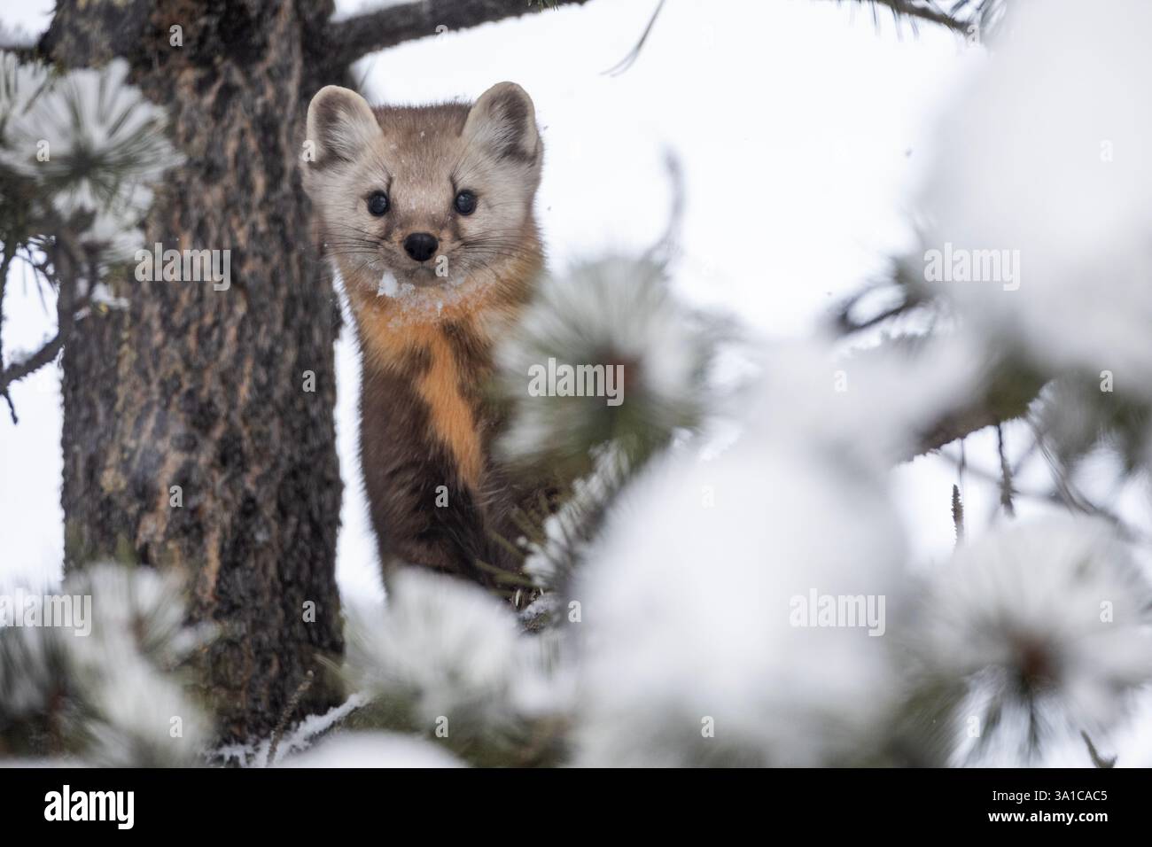 Martre d'Amérique (Martes americana) perchée dans un arbre enneigé, observant ses environs en hiver. Banque D'Images