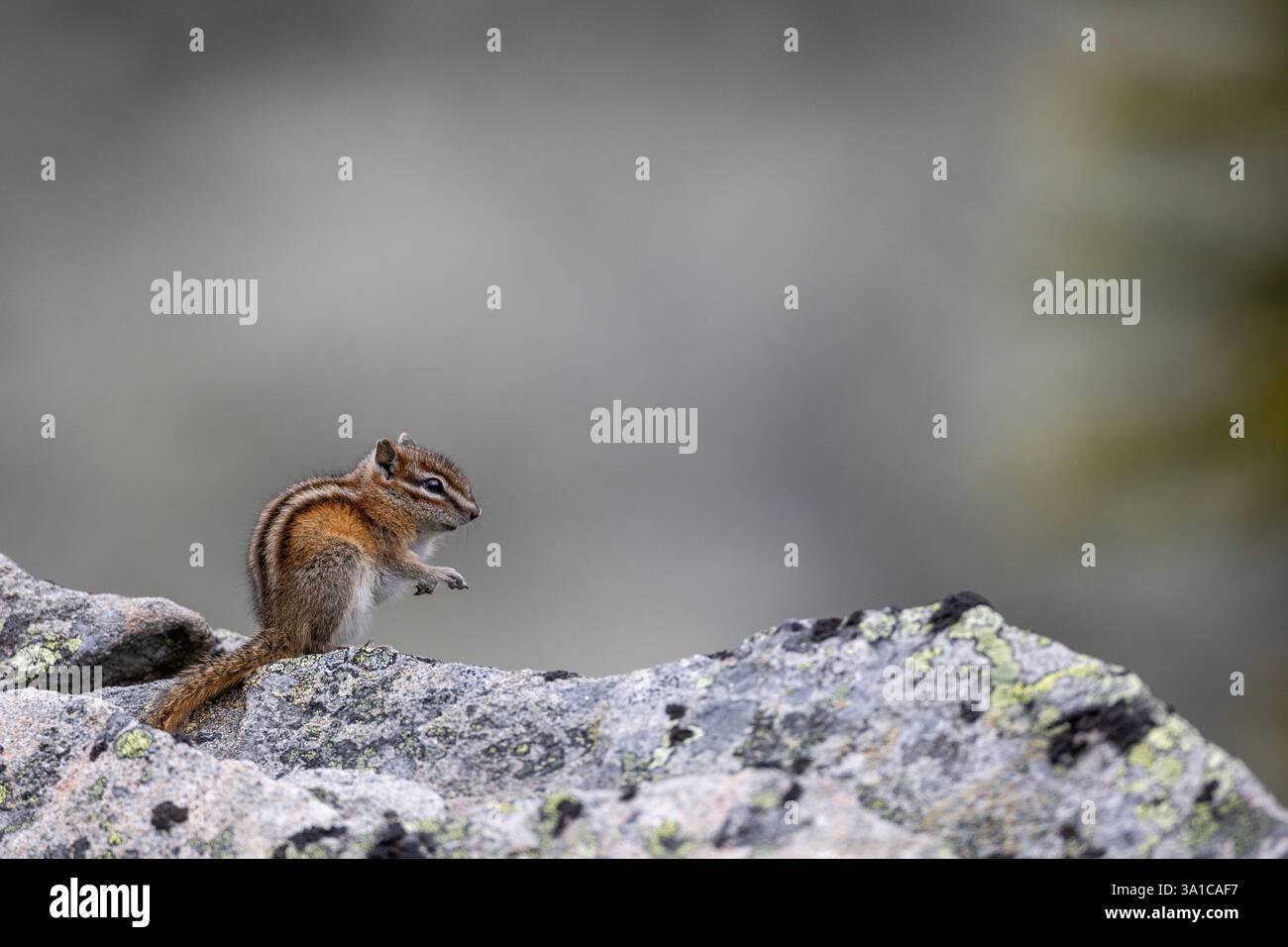 Le moindre tchoumunk (Neotamias minimus) perché sur une roche recouverte de lichens, alerte dans son habitat alpin. Banque D'Images