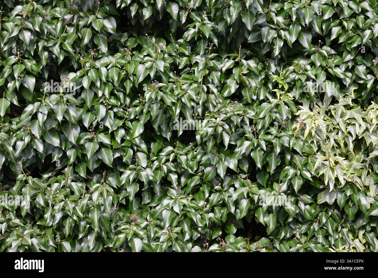 Un buisson vert luxuriant avec des feuilles qui sont vertes et brunes. Les feuilles sont très épaisses et le buisson est très dense Banque D'Images