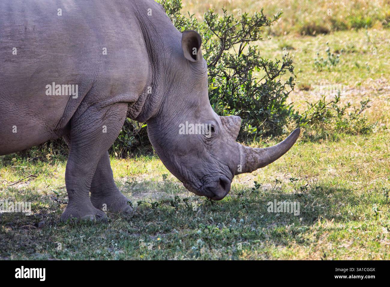 rhino en Afrique Botswana , pâturage dans la savane à l'ombre Banque D'Images rhino en Afrique Botswana , pâturage dans la savane à l'ombre Banque D'Images