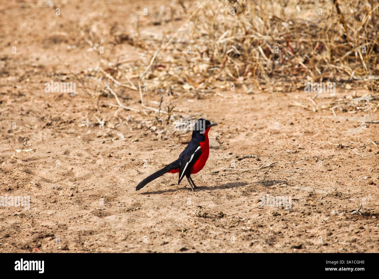 Shrike cramoisi debout sur le sol habitat naturel afrique Banque D'Images Shrike cramoisi debout sur le sol habitat naturel afrique Banque D'Images