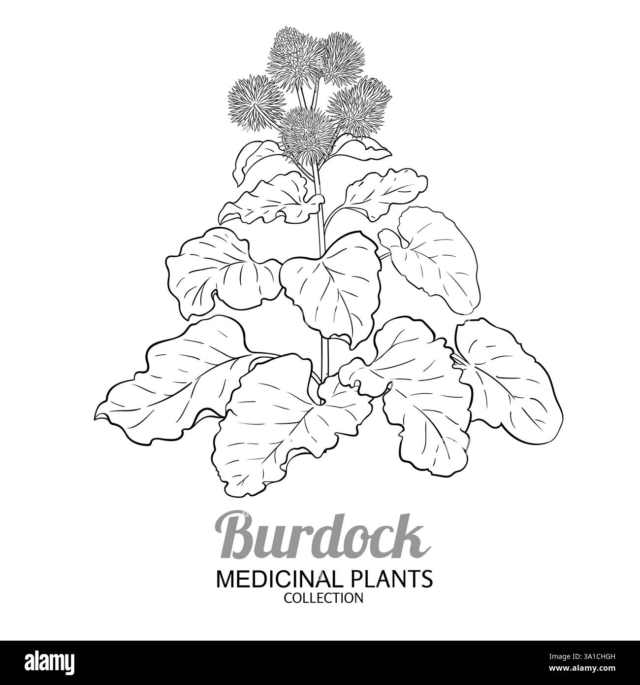 Plante de bardane avec illustration de contour de fleurs Illustration de Vecteur