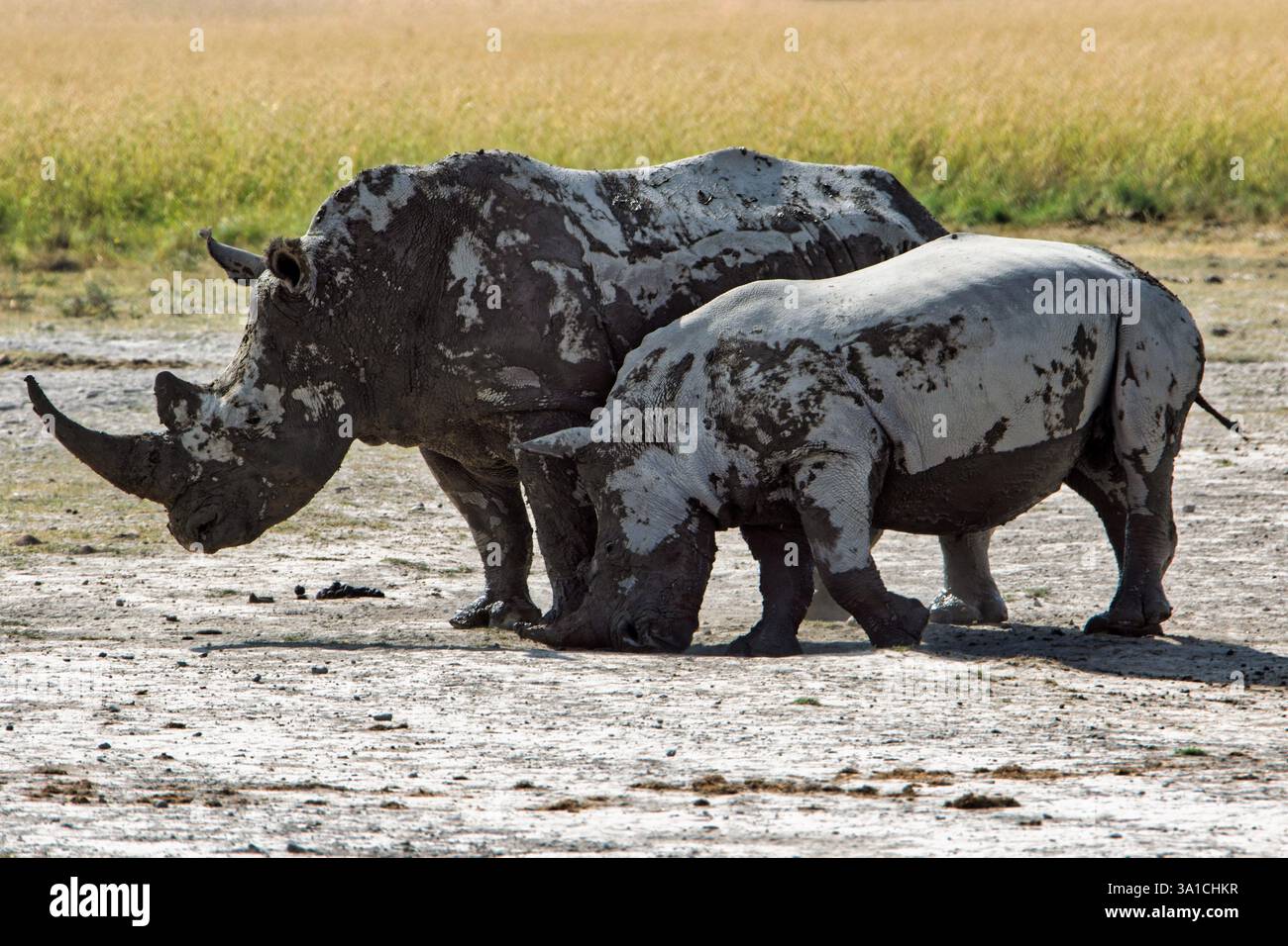 deux rhinocéros en afrique botswana plein de boue après un bain, pâturant dans la savane Banque D'Images deux rhinocéros en afrique botswana plein de boue après un bain, pâturant dans la savane Banque D'Images