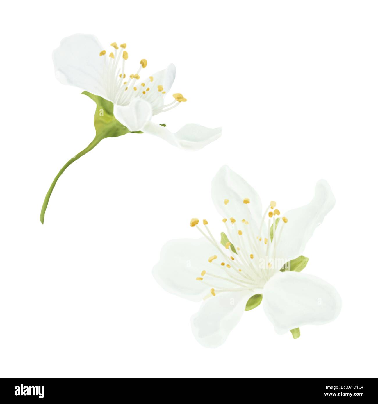 Fleurs printanières florissantes de pommiers et de cerisiers avec des pétales délicats et des étamines jaunes. Illustration numérique aquarelle. Bourgeons blancs isolés sur whi Banque D'Images