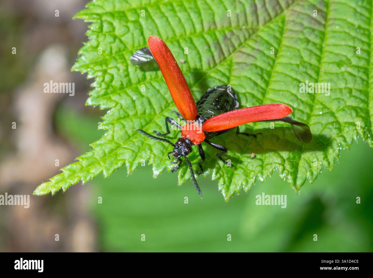 Cardinal Beetle à tête noire prenant son envol (Pyrhochroa coccinea), Pyrochroidae. Sussex, Royaume-Uni Banque D'Images