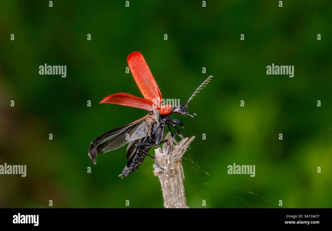 Cardinal Beetle à tête noire prenant son envol (Pyrhochroa coccinea), Pyrochroidae. Sussex, Royaume-Uni Banque D'Images