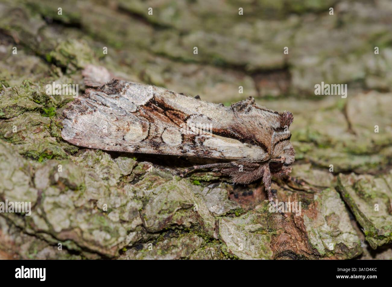 Moth clair de Brocade au repos (Lacanobia w-latinum), Noctuidae. Sussex, Royaume-Uni Banque D'Images