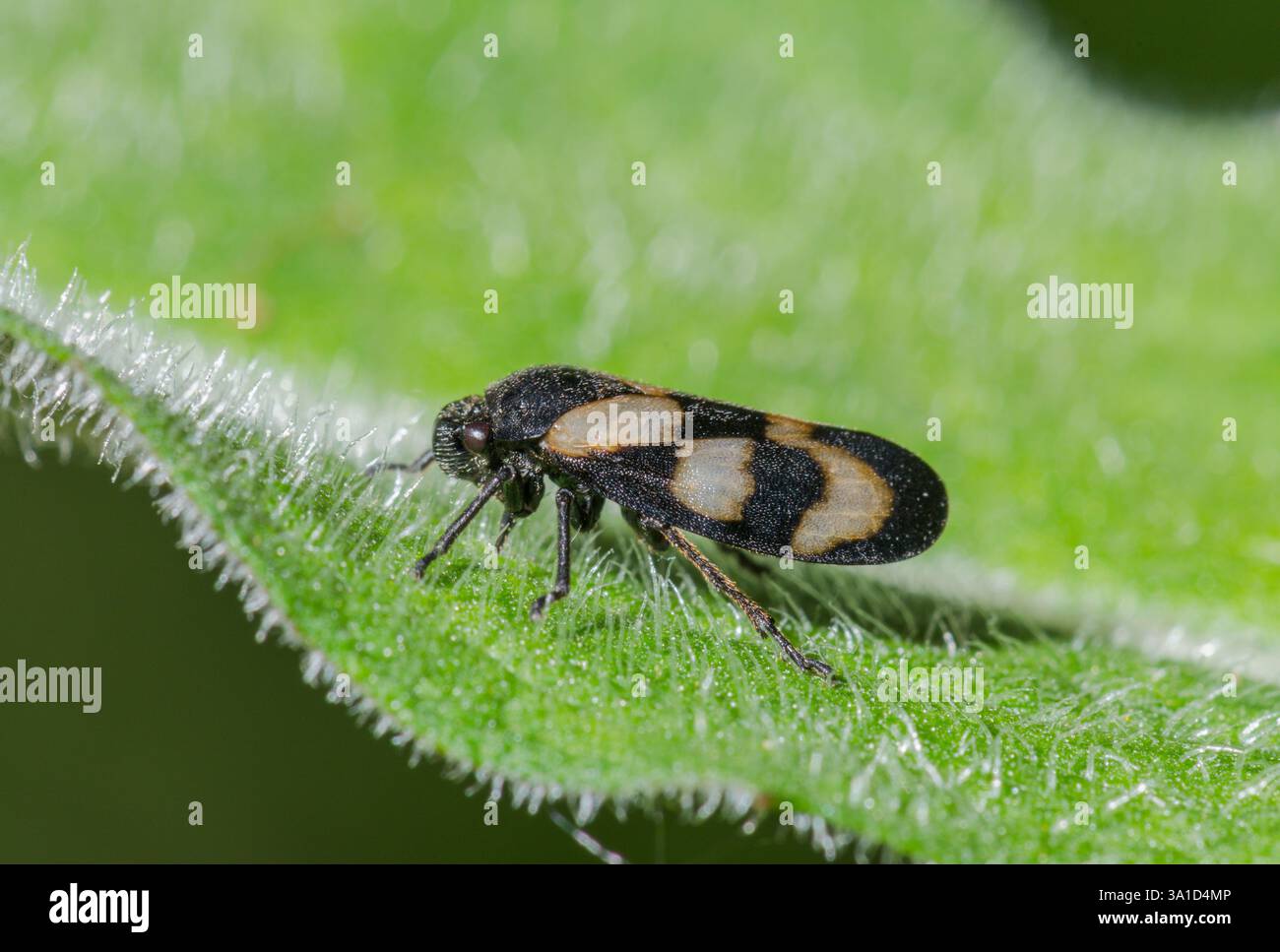 Forme pâle rare de cercopis vulnérata (Cercopis Vulata), Cercopidae. Sussex, Royaume-Uni Banque D'Images