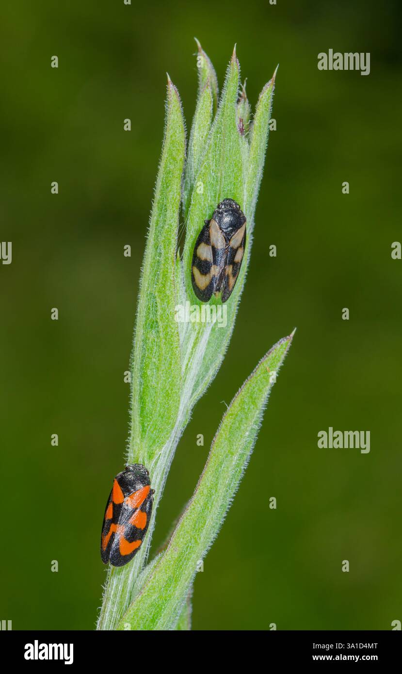 Froghoppers rouges et noirs, y compris la forme pâle (Cercopis Vulata), Cercopidae. Sussex, Royaume-Uni Banque D'Images
