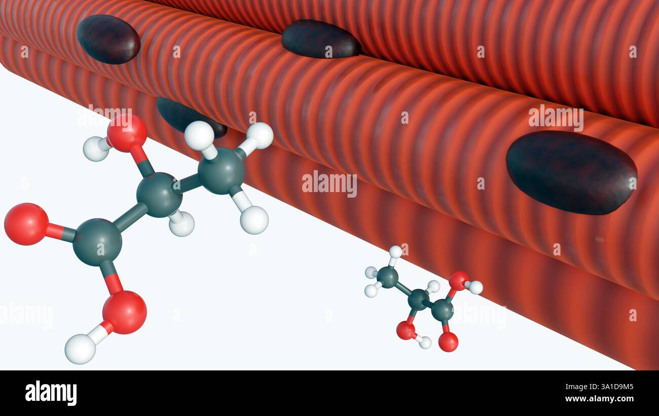 3e rendu des molécules d'acide lactique et du muscle squelettique. L'accumulation d'acide lactique dans le tissu musculaire. Banque D'Images