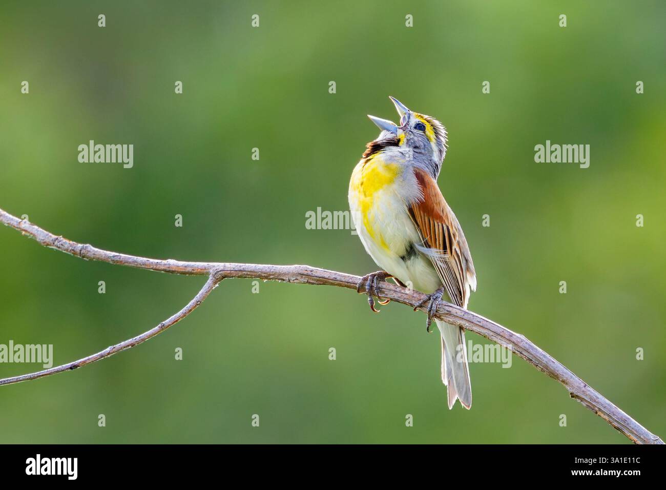 Tandis que perché sur une branche d'arbre avec son bec grand ouvert, un dickcissel chante au contenu de son cœur . Arrière-plan des arbres vert tendre floues.. Banque D'Images