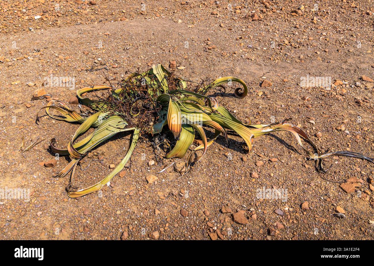 Welwitschia mirabilis, l'une des plus anciennes plantes vivantes d'Afrique Banque D'Images