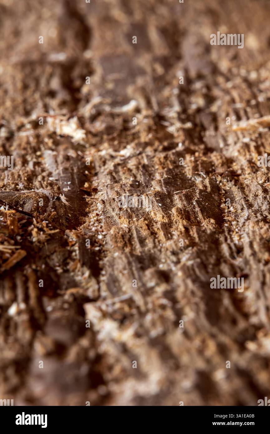 Gros plan d'une vieille planche sèche avec une texture pourrie, montrant de petites fibres de bois qui la maintiennent ensemble Banque D'Images