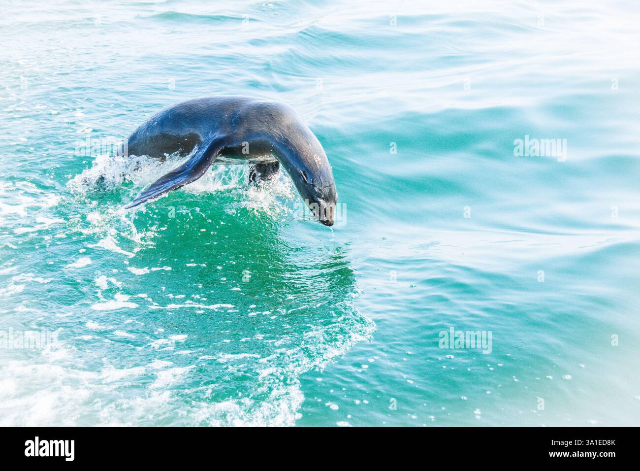 Phoque à fourrure du Cap (Arctocephalus pusillus) nageant à Walvis Bay, Namibie, Afrique Banque D'Images