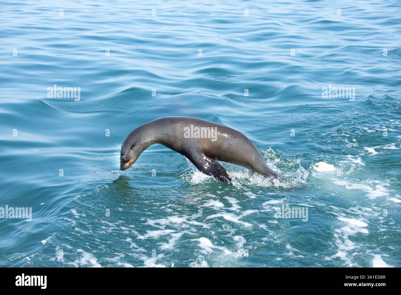 Phoque à fourrure du Cap (Arctocephalus pusillus) nageant à Walvis Bay, Namibie, Afrique Banque D'Images