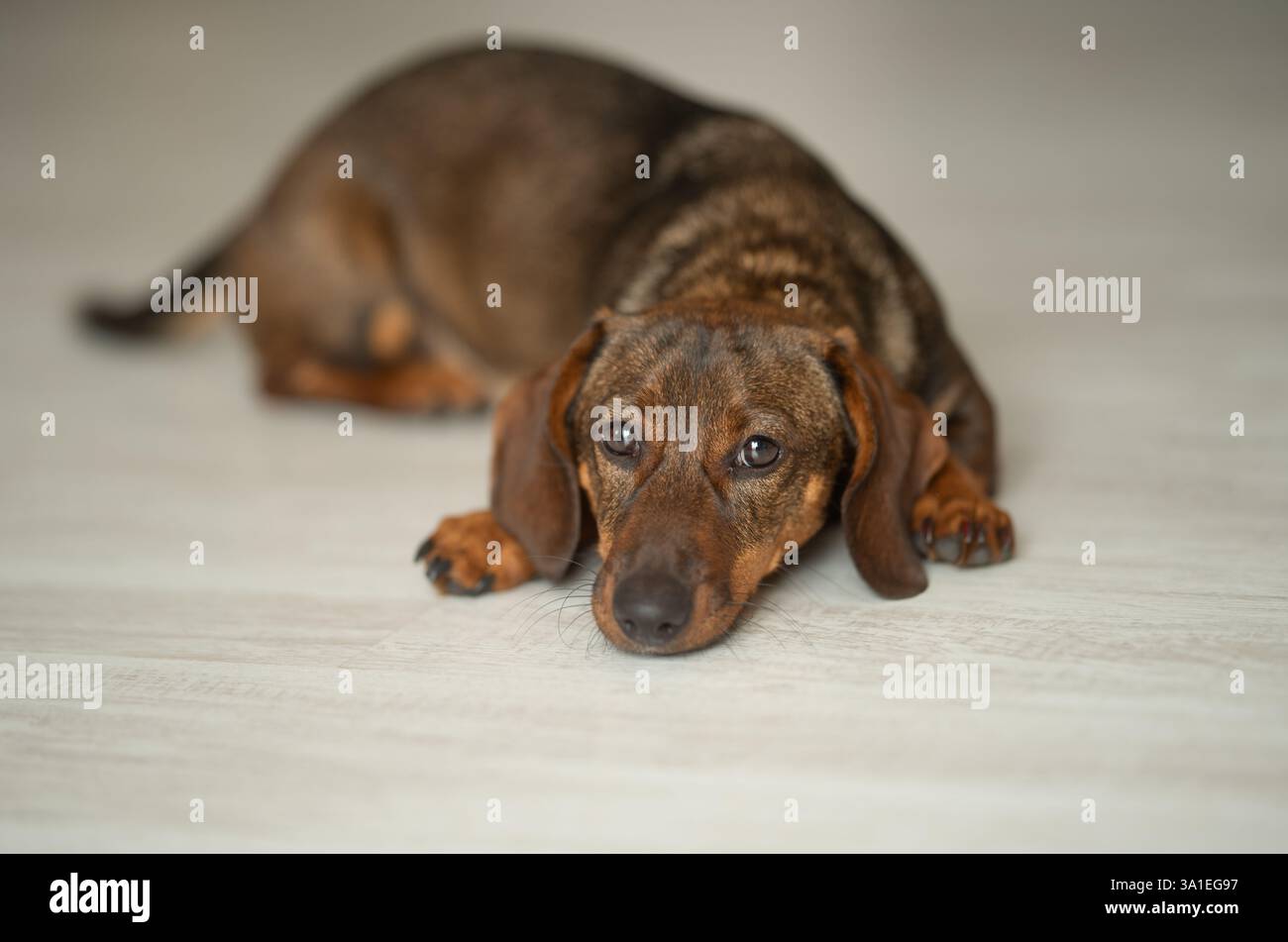 Un mignon teckel brun est couché sur le sol. Banque D'Images